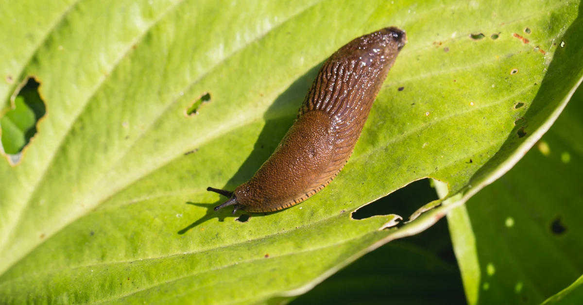 Nigdy więcej nie zobaczysz ślimaków w ogrodzie. Boją się tego jak ognia!