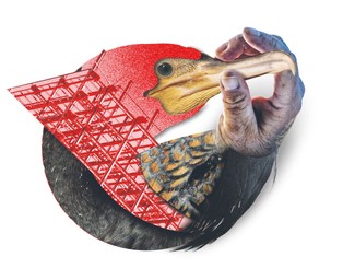 Między rybakiem a kormoranem zgody nie było nigdy