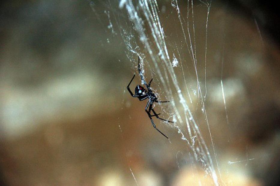 Ezekkel az egyszerű módszerekkel örökre távol tarthatod a pókokat a házadból!