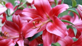 Kiedy ścinać łodygi lilii? Czy obcinać lilie na zimę?