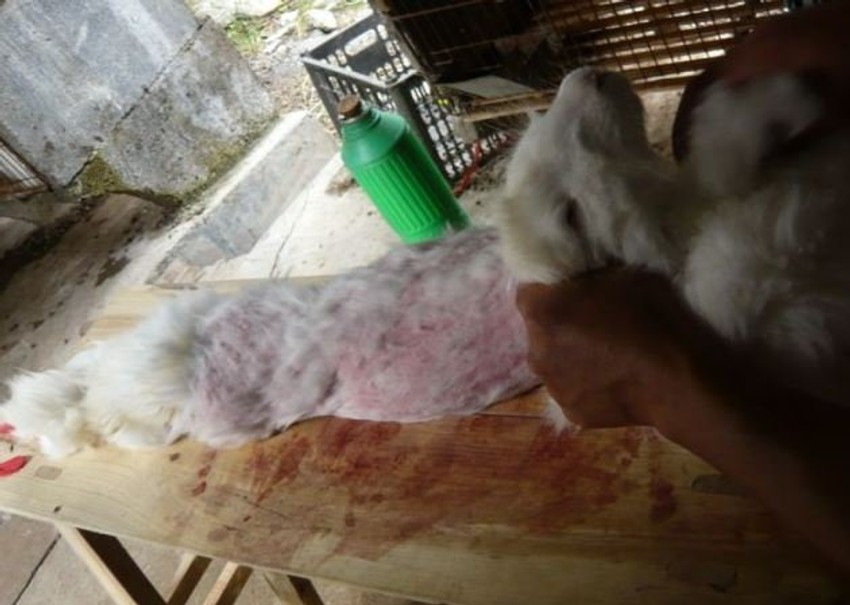 Tortura: Kineski trgovci koriste tehniku čupanja jer se tako dobija kvalitetnije krzno