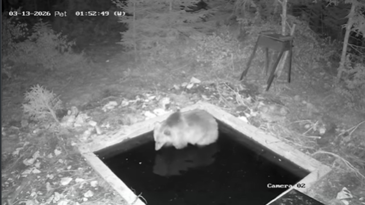 Medved snimljen na hranilištu Jadovnik