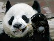 THAILAND-CHINA-PANDA