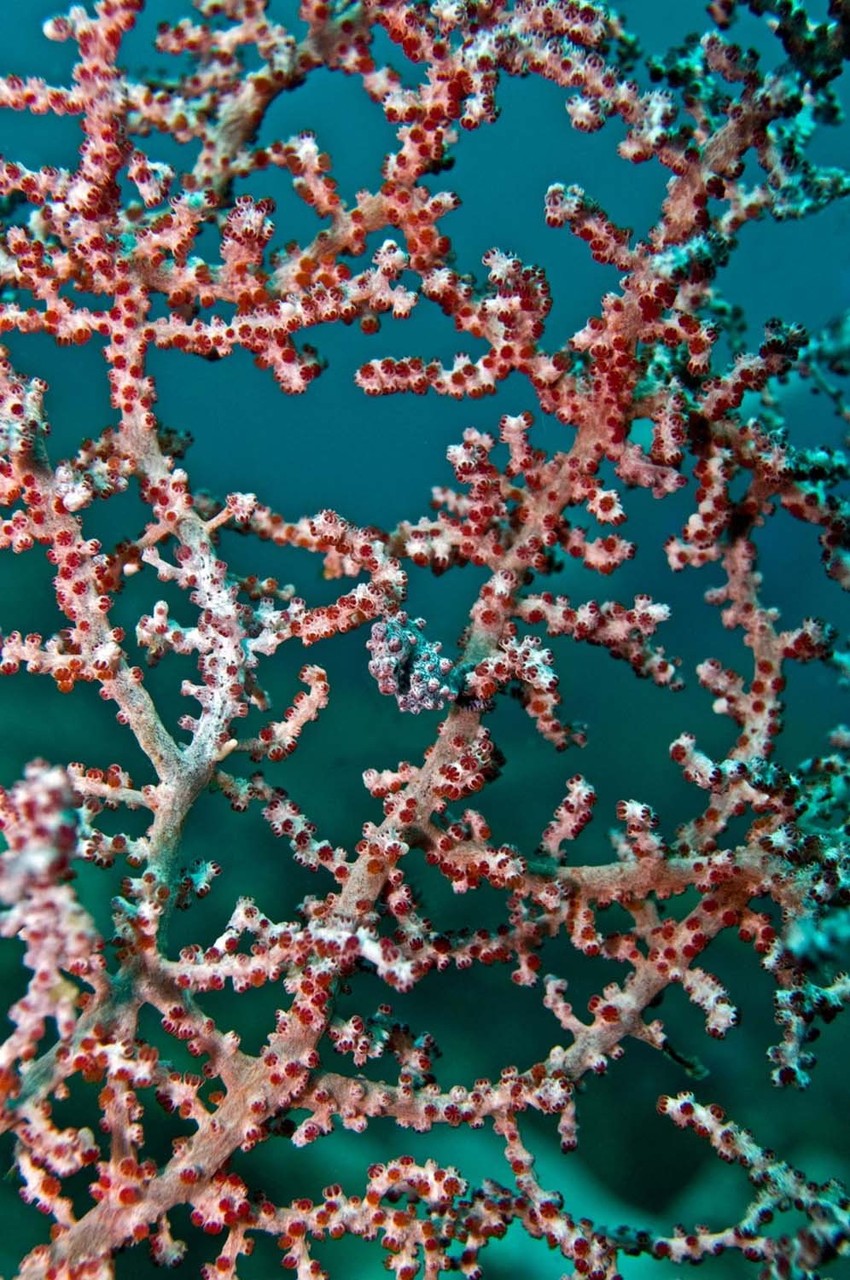 Vidite li morskog konjića ili običan koral? (+)