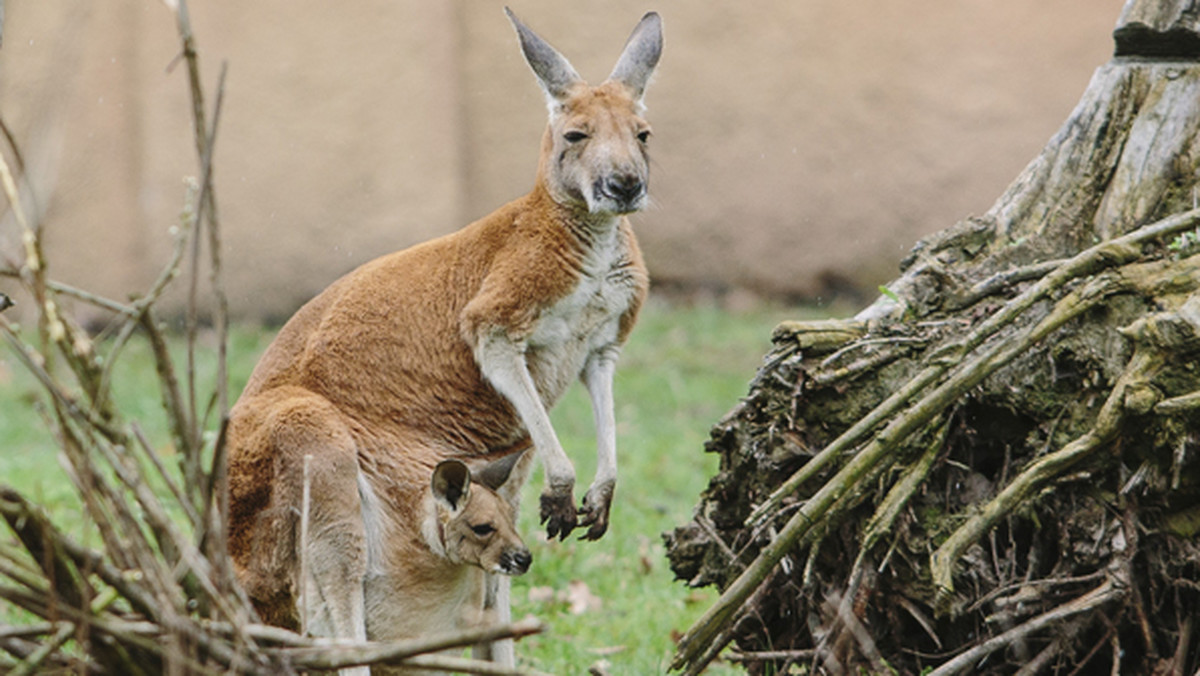 Urodził się pod koniec zeszłego roku. Do tej pory przebywa głównie w torbie mamy, gdzie powoli robi mu się coraz ciaśniej. Mały kangurek z łódzkiego ZOO dziś po raz pierwszy dał się podziwiać łodzianom.