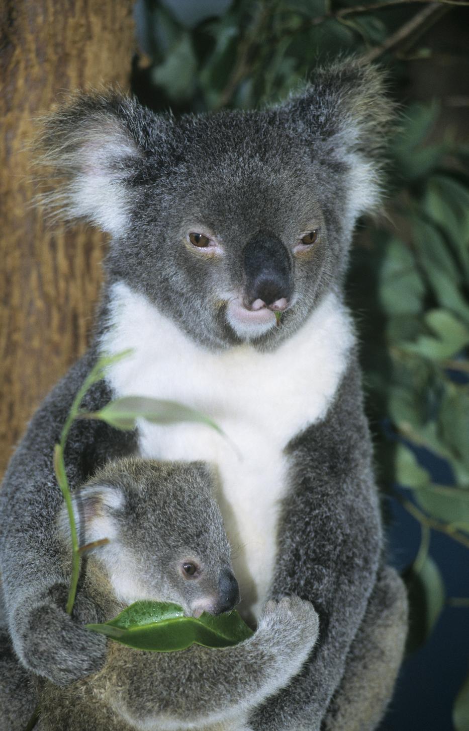 Csak az ausztrál erdőtüzekben több, mint 1 milliárd állat vesztette életét /Fotó: Northfoto/