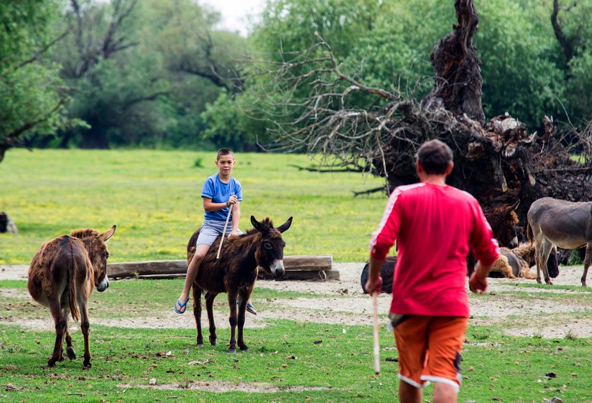 Krčedinska Ada foto Nenad Mihajlovic
