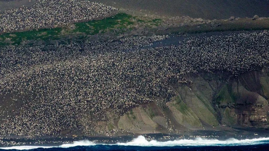 Hiljade pingvina živi na ovim udaljenim ostrvima | Foto: Richard Arculus