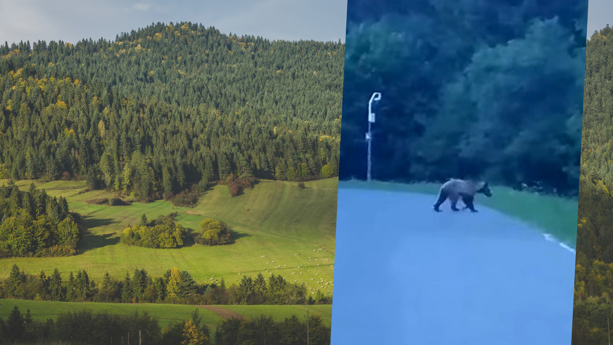 Niedźwiedź w Pieninach. Udało się go nagrać. "Szuka sposobu na wydostanie się" 