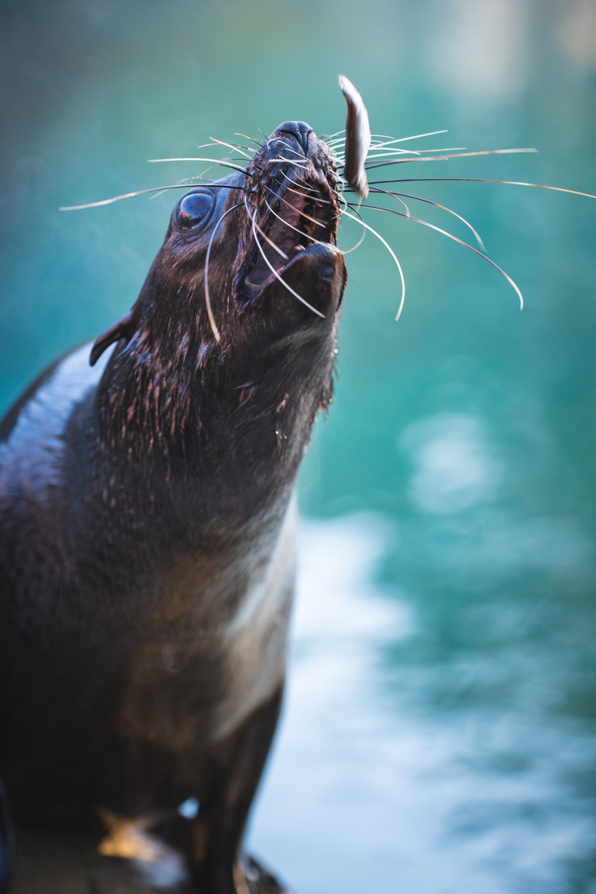 Karmienie kotików gromadzi tłumy przy Afrykarium