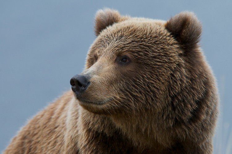 'Dzika Ameryka'. Zdjęcia z nowego serialu Discovery Channel