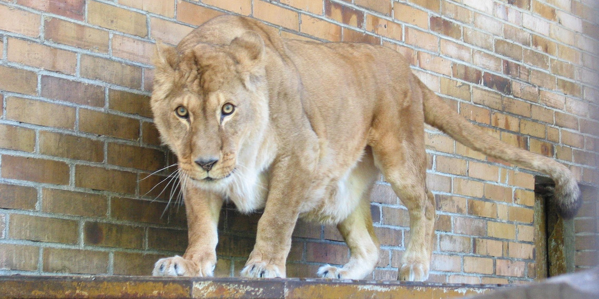 W starej lwiarni powstanie muzeum lwa