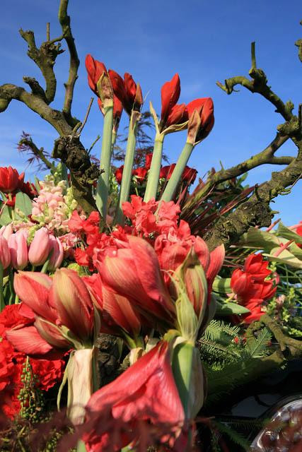 Galeria Holandia - Parada Kwiatów, obrazek 35