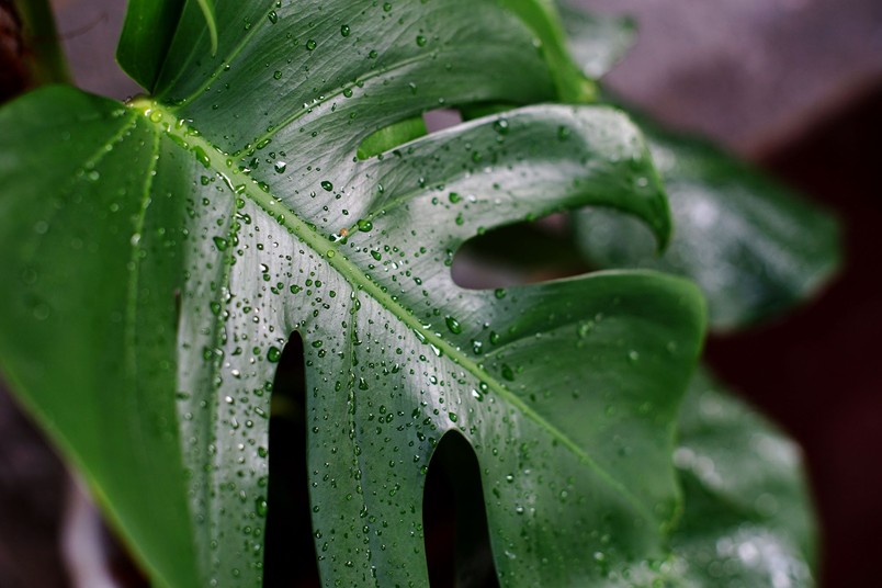 Dlaczego monstera płacze
