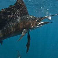Ágyékon szúrt egy nyugdíjast egy 45 kilós hal