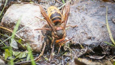 57-letni mężczyzna zmarł zaatakowany przez szerszenie