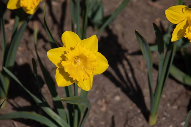Narcis