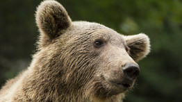 Figyelmeztették a lakosságot: nem is egy, mindjárt két medvét láttak Pest megyében