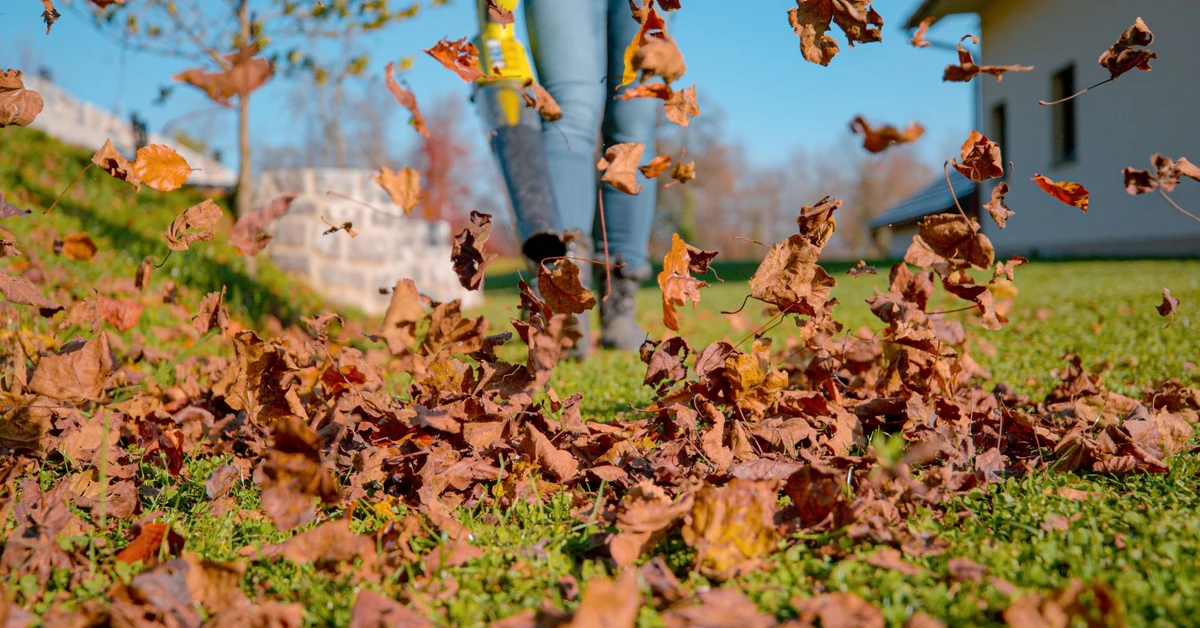 Liście z drzewa sąsiada spadają na moją działkę. Kto ma obowiązek sprzątania? Co mówią przepisy? Kiedy można dostać mandat?