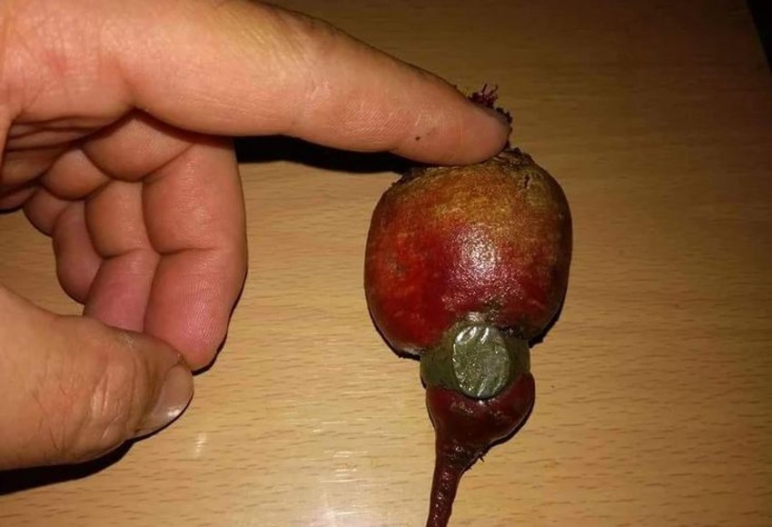 Cvekla je prorasla kroz prsten