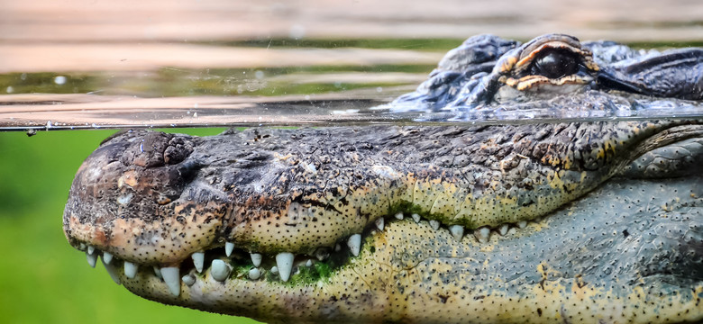 Zimbabwe: 90-letni turysta uśmiercony przez krokodyle