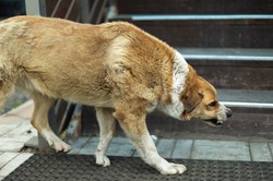 Światowy Dzień Wścieklizny. Co wiemy o tej śmiertelnej chorobie?