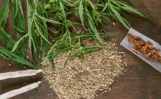 Największa w dziejach operacja przeciw handlowi marihuaną. Brytyjska policja przejęła konopie o wartości 130 mln funtów i aresztowała 967 osób