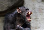 szympans zoo