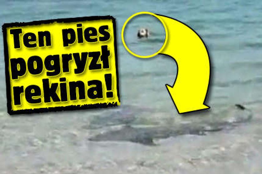 Ten pies pogryzł rekina!