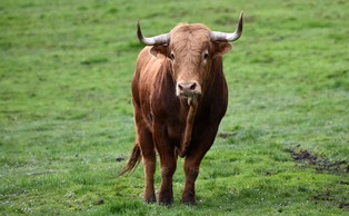 Niemieckie cielęta nielegalnie eksportowane na Bliski Wschód umierają w męczarniach