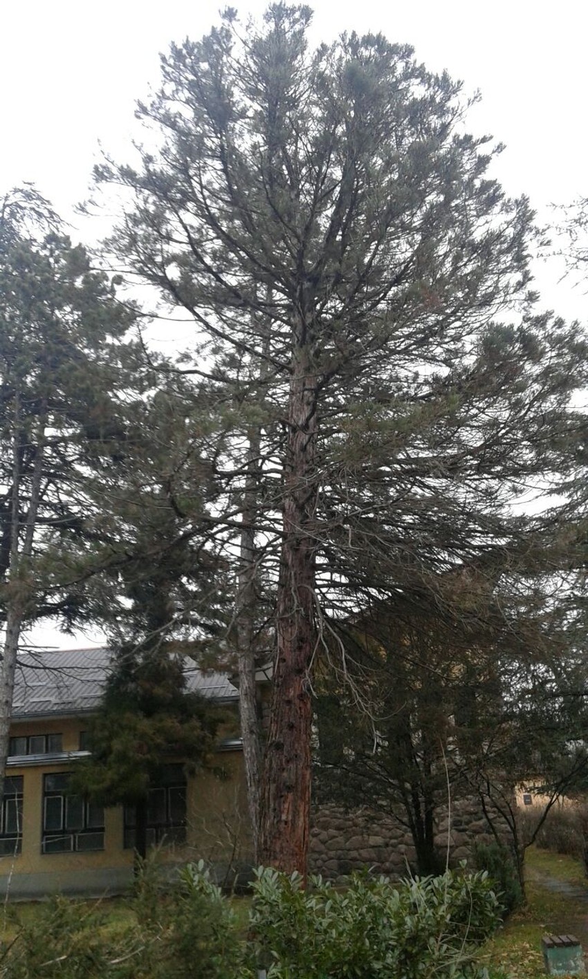 Sekvoja usred Kraljeva