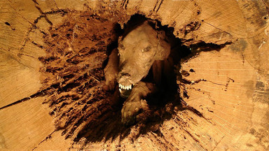Stuckie - niezwykła mumia w pniu drzewa