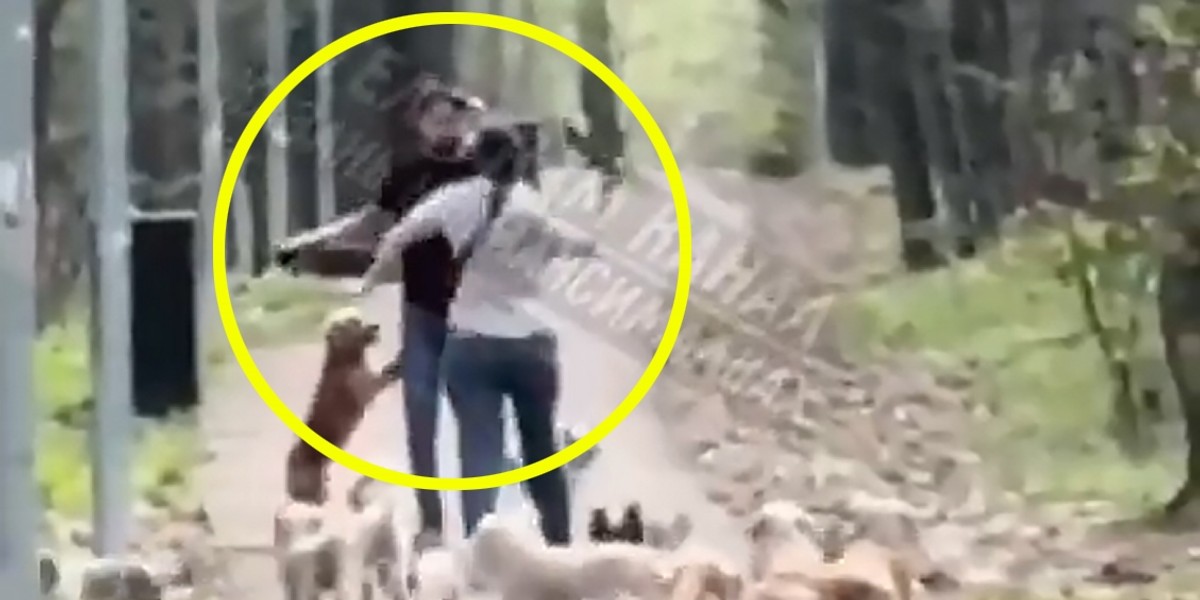 A fight of Russians. It went for dogs, then they grabbed the sticks