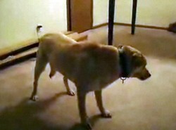 Wygrał wyścig... przez sen