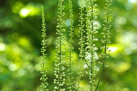 Black Cohosh