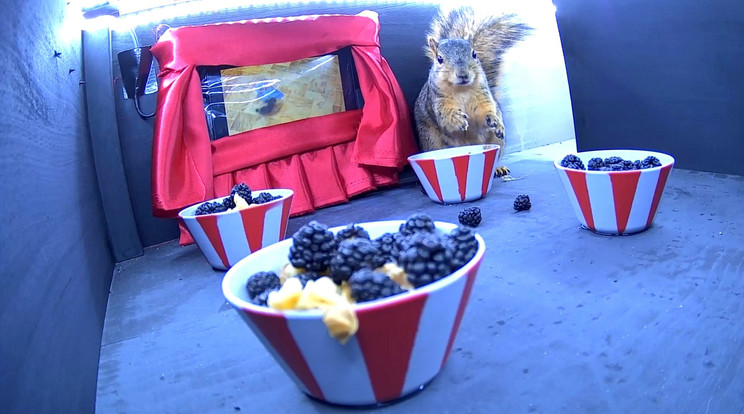 A 30 éves Jason Lenzi mókusoknak  létrehozott egy miniatűr mozit./Fotó: Northfoto