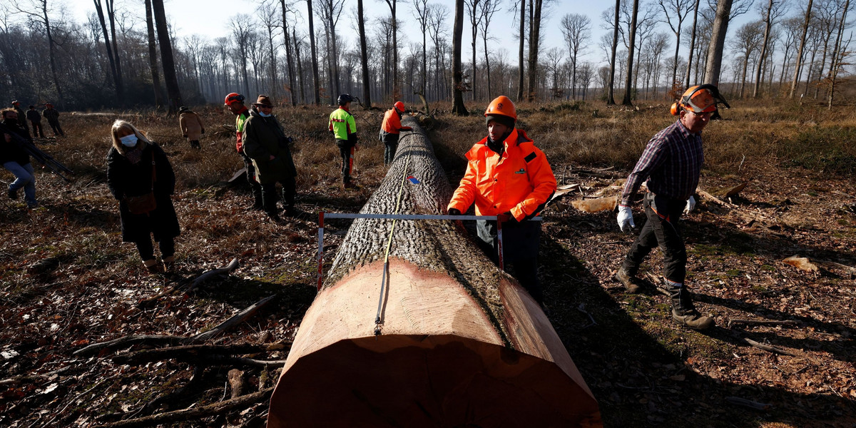 French forestry officials cut oak trees for use in Notre Dame de Paris Cathedral repairs