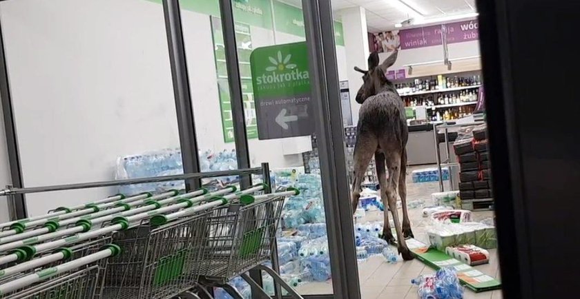 Łoś wszedł na zakupy do sklepu i.... zdewastował stoisko z alkoholem. Zobacz, jak do tego doszło WIDEO