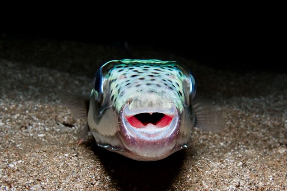 (FOTO) AKO JE POJEDETE MOŽETE UMRETI Jedna od najotrovnijih riba na svetu ulovljena u Jadranu: Njen toksin jači je od cijanida, evo kako izgleda