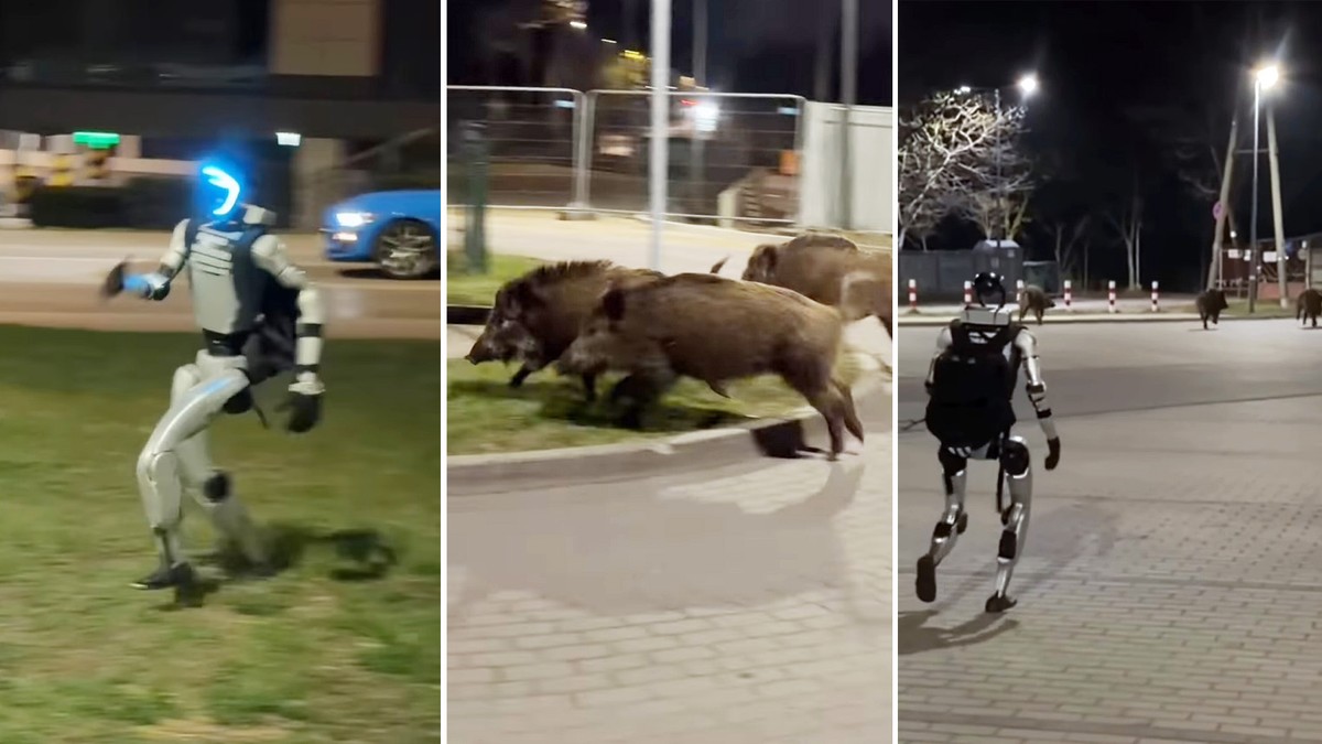 Robot pogonił dziki w Warszawie. Nagranie z Polski podbija internet