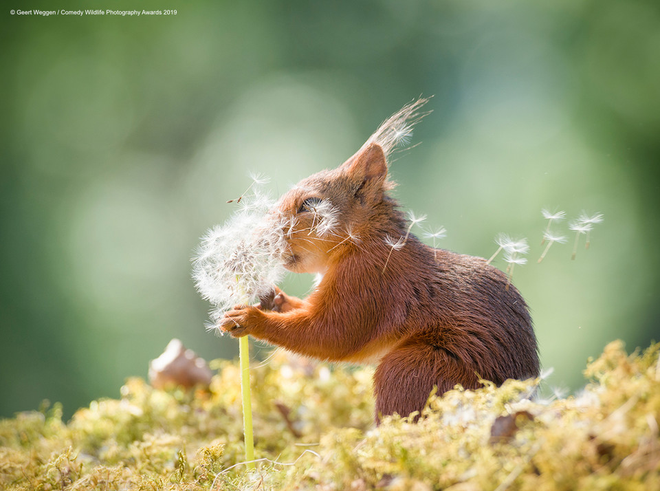 Finaliści Comedy Wildlife Photo Awards 2019