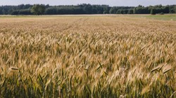 Polski Ład dla rolnictwa. Morawiecki: We wrześniu przedstawimy zestaw ustaw i programów