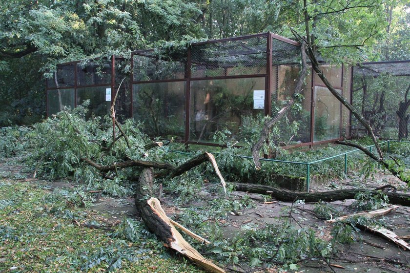 Usuwanie szkód po nawałnicy w Nowym Zoo w Poznaniu