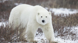 Egyre nagyobb veszélyben vannak a sarkvidéki állatok
