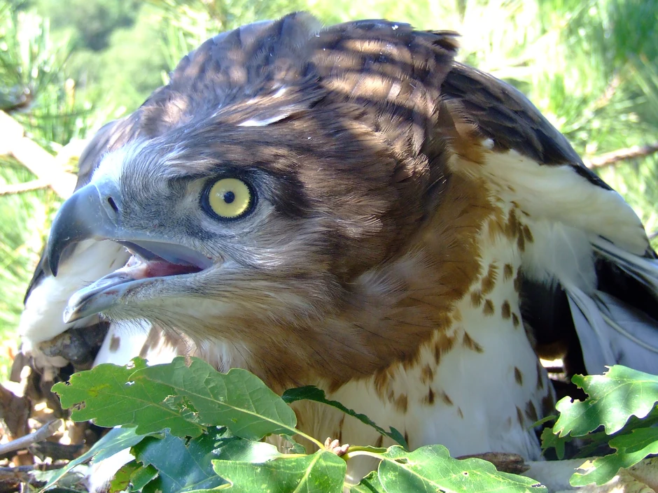 Orao zmijar u gnezdu 