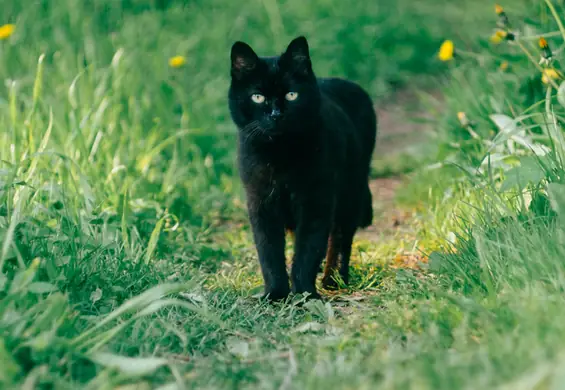 Czarny kot i zbite lustro, czyli trudne życie przesądnego. Skąd wzięły się zabobony?