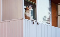 uciążliwe szczekanie psów