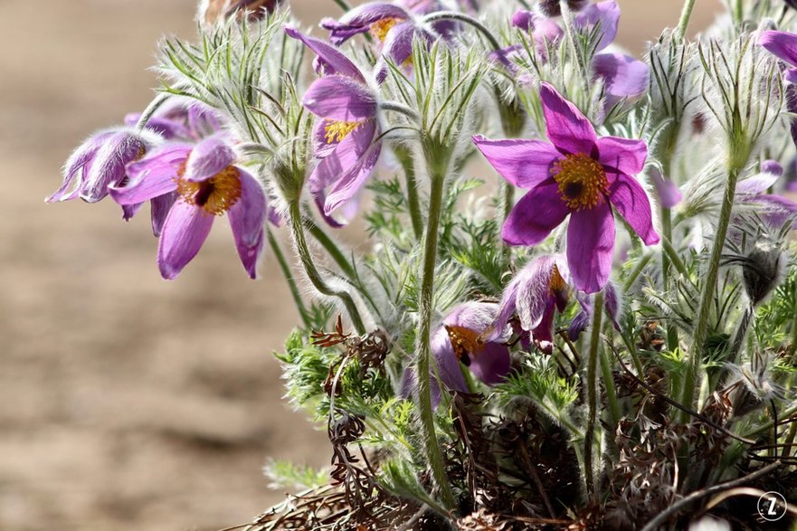 Sasanka (Pulsatilla)