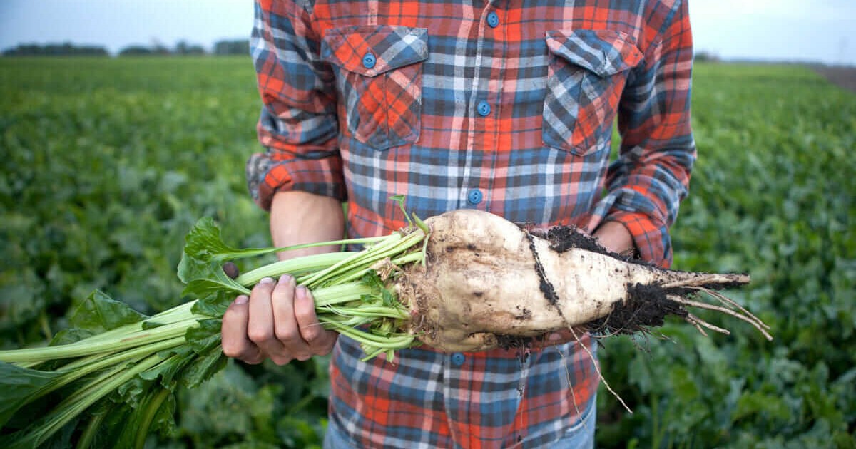 World Bank arm weighs $40m loan for Nile Sugar expansion in Egypt