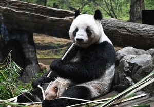 Blizanci, mladunci panda Sjao Sjao i Lej Lej, vraćaju se u Kinu u utorak | Foto: EPA